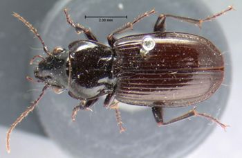 Media type: image;   Entomology 5644 Aspect: habitus dorsal view